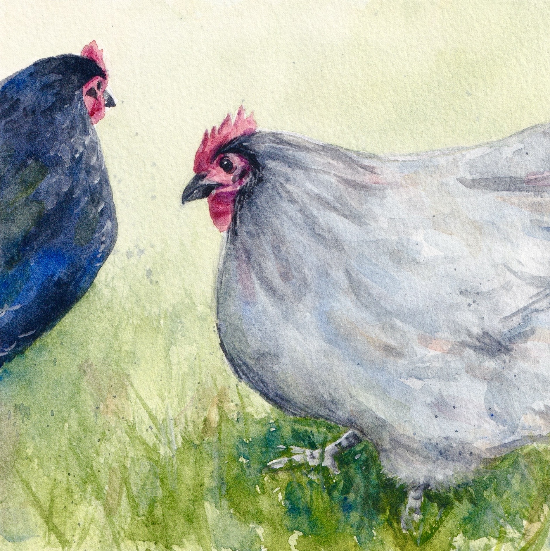Chooks